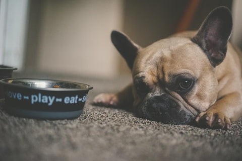 French Bulldog with a concerned expression, showcasing vulnerability to health issues