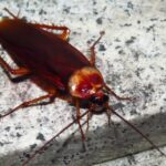 Cockroaches feast on a discarded pizza slice