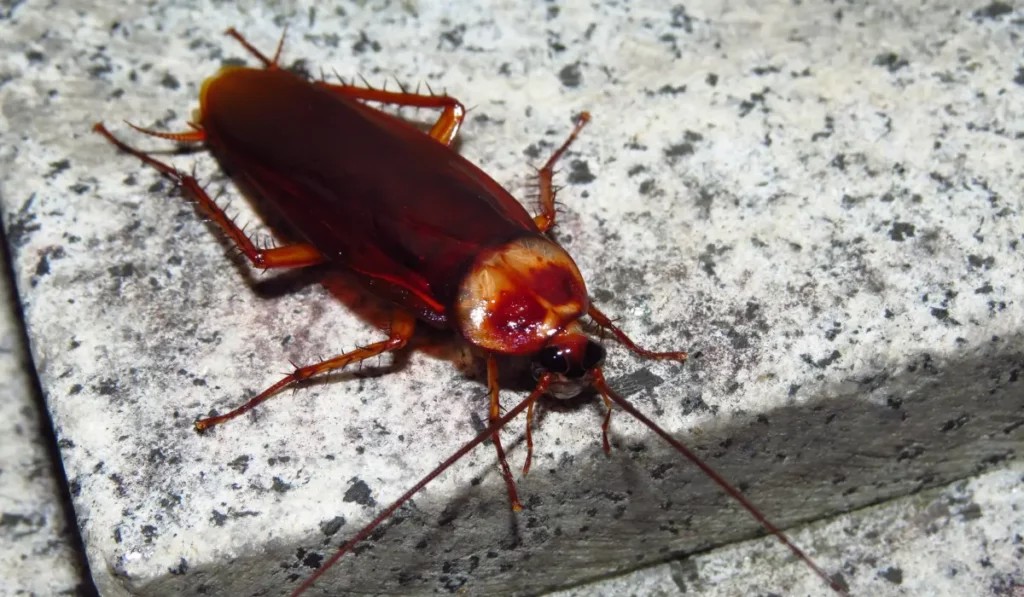 Cockroaches feast on a discarded pizza slice