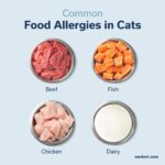 Common food allergies in cats symptoms and affected areas
