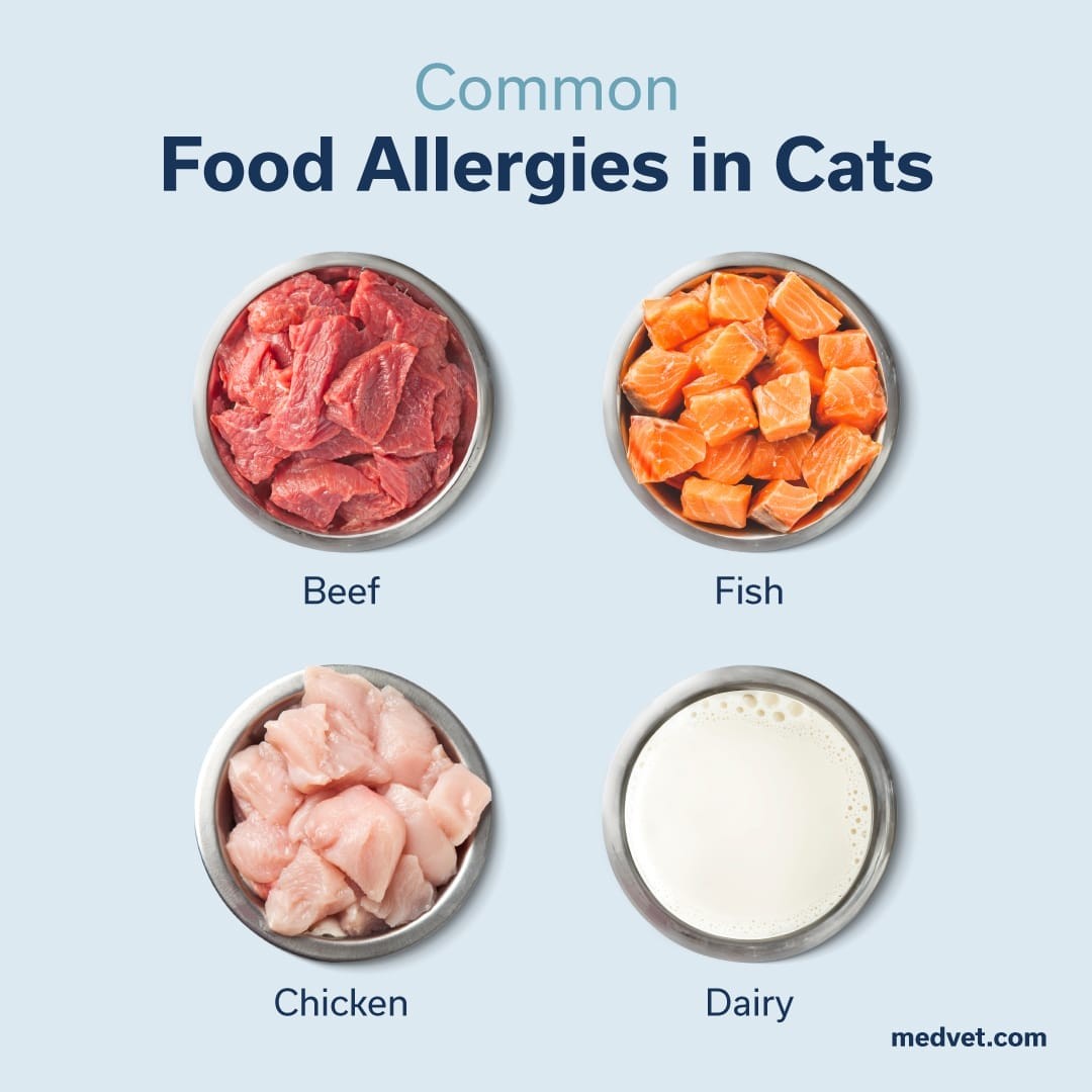 Common food allergies in cats symptoms and affected areas