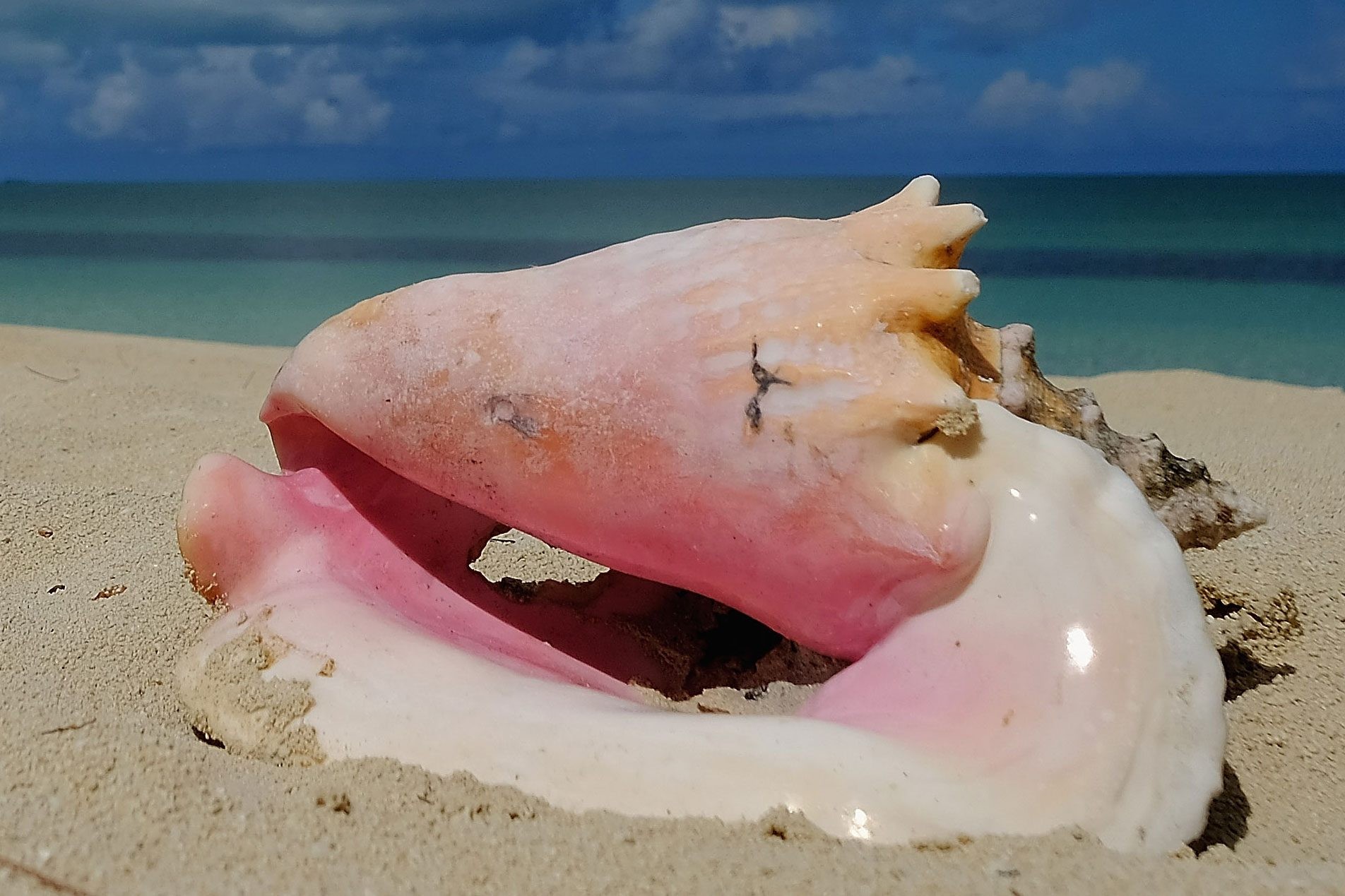 Pink conch shell on a sandy beach