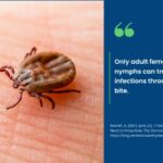 American Dog Tick
