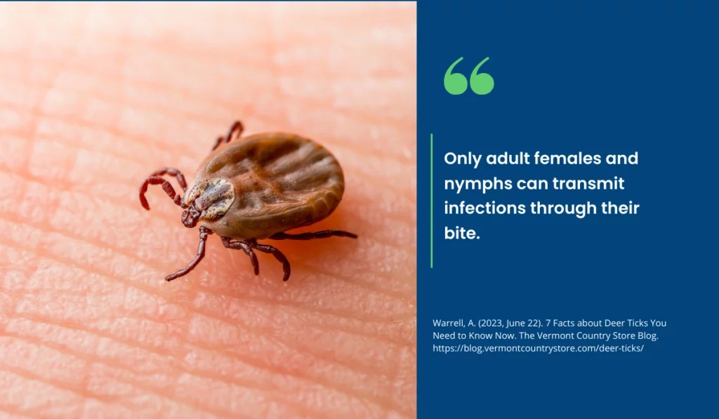 American Dog Tick