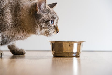 cat near a food dish