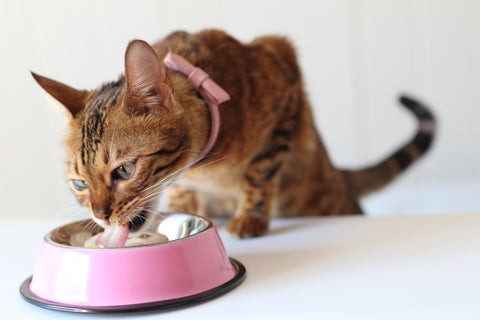 cat next to a food dish