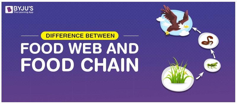 Ocean Food Web Example