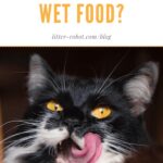 Grey tabby cat eating wet food from a blue bowl - Do cats need wet food?