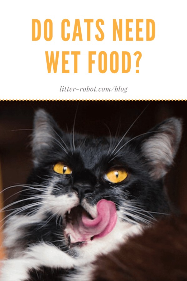 Grey tabby cat eating wet food from a blue bowl - Do cats need wet food?