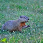 groundhog-eating-vegetables.jpg