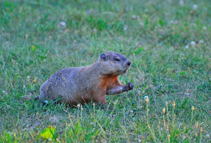 groundhog-eating-vegetables.jpg
