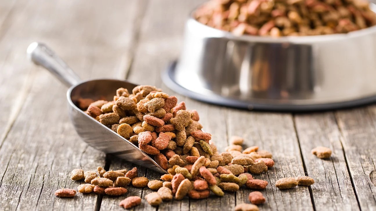 A close-up of dog food kibble in a bowl
