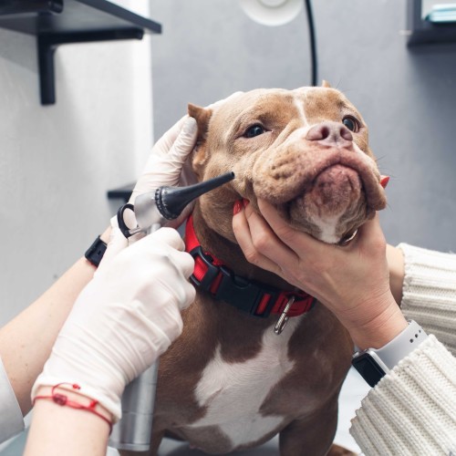 Pitbull expressing happiness and contentment