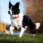 Border collie Louis James Parker enjoying outdoor activities and GPS tracking
