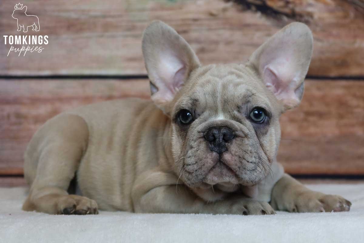 Dominic, French Bulldog puppy