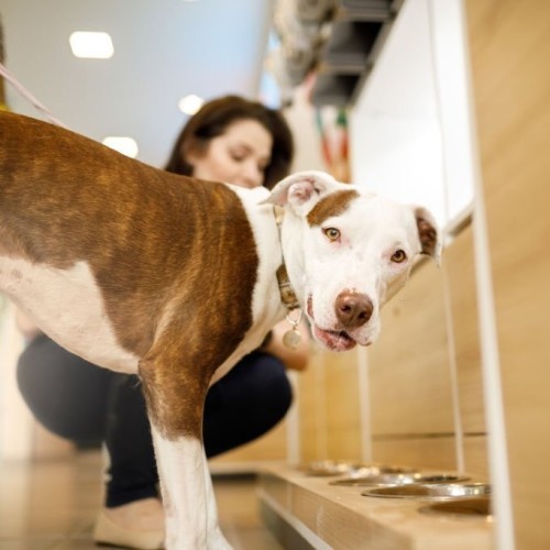 Understanding how to choose the healthiest dog food