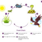 Linear Representation of a Simple Food Chain