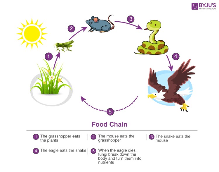 Linear Representation of a Simple Food Chain