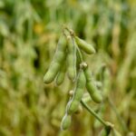 Close-up of edamame pods and beans
