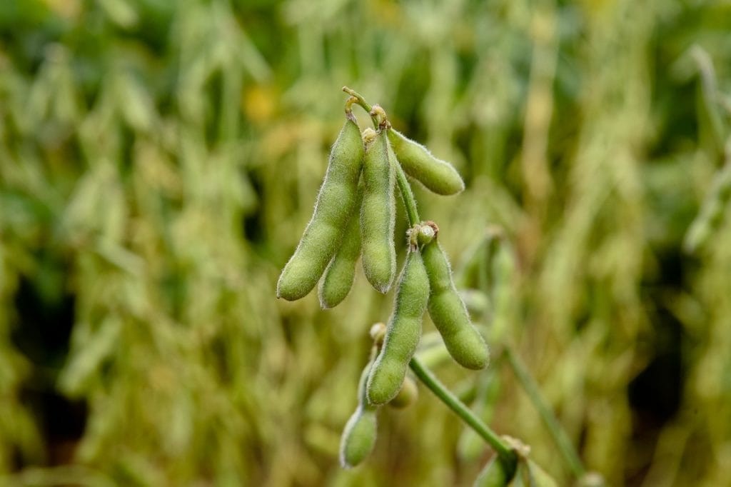 Close-up of edamame pods and beans