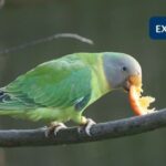 Plumhead hen eating citrus fruit