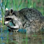 Raccoon Forepaws