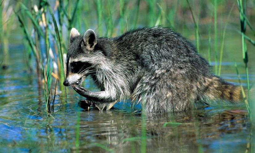 Raccoon Forepaws