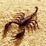 Scorpion with Pectines