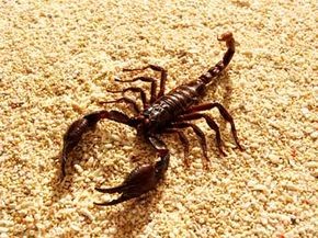 Scorpion with Pectines