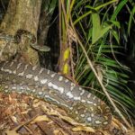 Carpet python with a meal