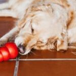 Golden retriever enjoying kibble from a Kong