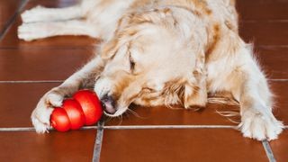 Golden retriever enjoying kibble from a Kong