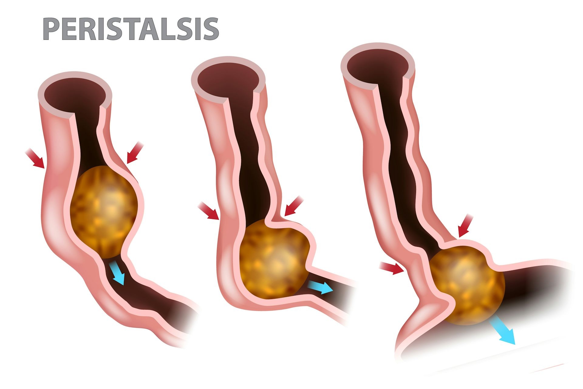 Diagram of the digestive system