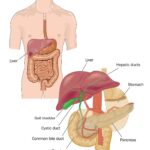 Food being mixed in the stomach with gastric juices