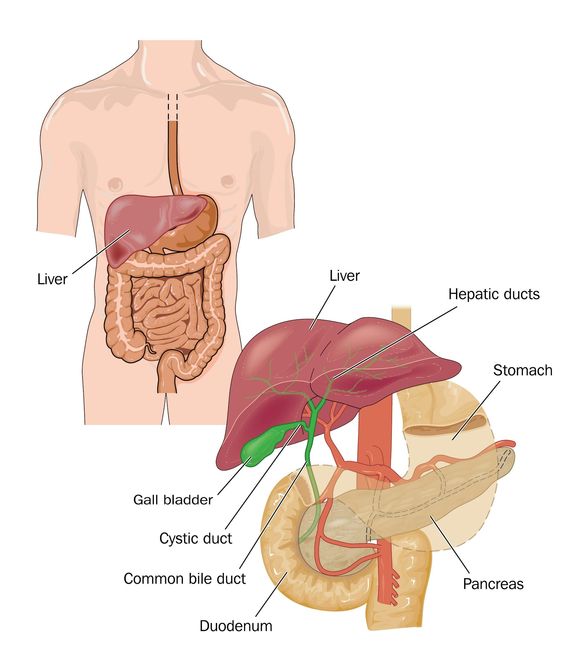 Food being mixed in the stomach with gastric juices