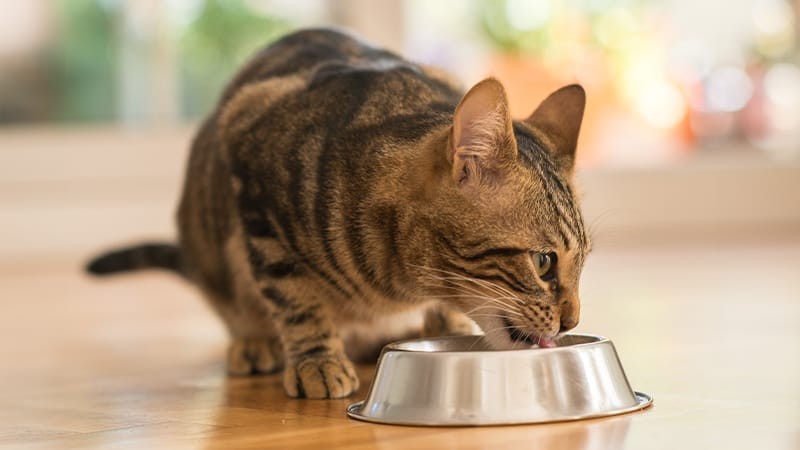 A cat during a food trial, cautiously approaching a new diet.
