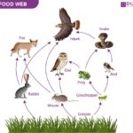 Food Web Depicting Interconnected Food Chains