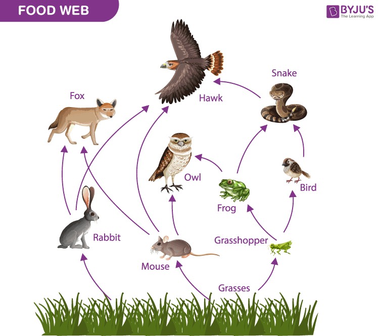 Complex Food Web Illustrating Interconnected Food Chains