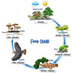 Aquatic Food Web