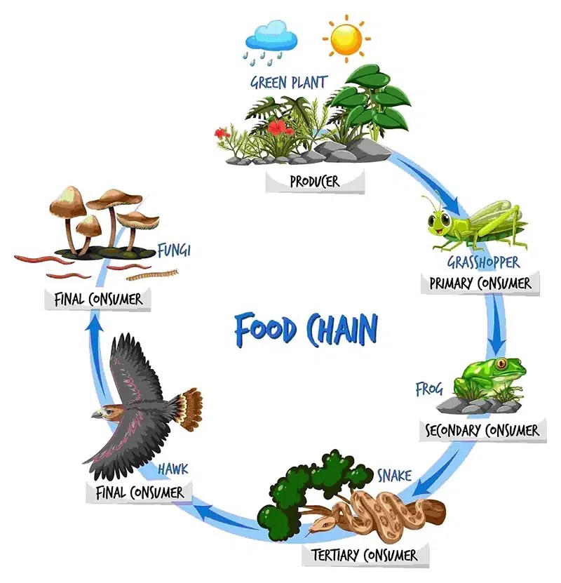 Aquatic Food Web
