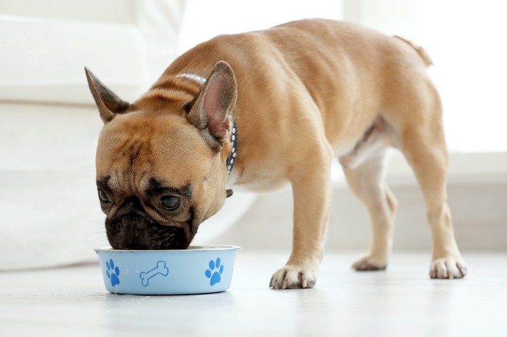 Adorable dog enjoying its meal
