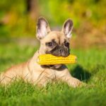 French Bulldog puppy holding a corn cob in its mouth in the grass.