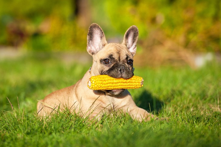 French Bulldog puppy holding a corn cob in its mouth in the grass.