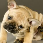 French Bulldog puppy scratching behind his ear.