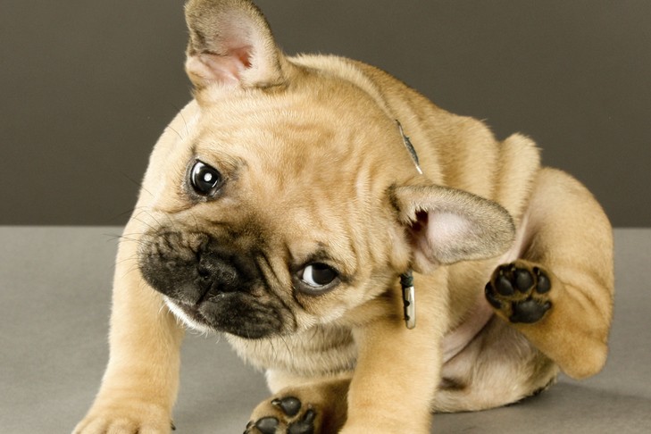 French Bulldog puppy scratching behind his ear.