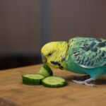 Parakeet enjoying fresh cucumber