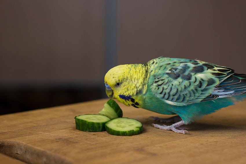Parakeet enjoying fresh cucumber
