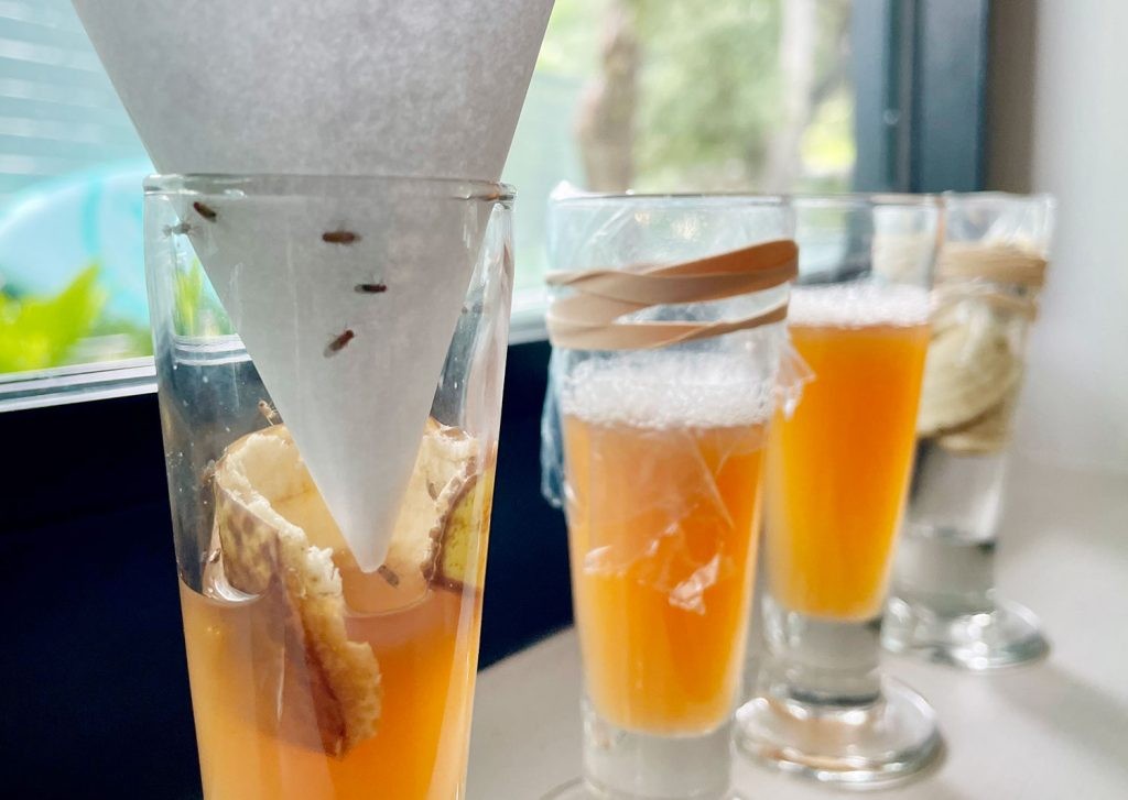 Food Flies in Kitchen