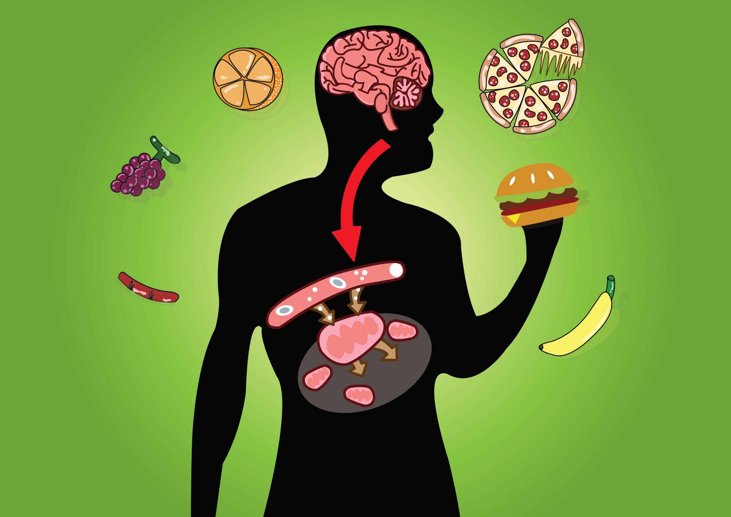 Human body digests food