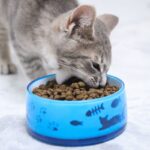 Grey White Tabby Striped Kitten Eating Instinct Original Kitten Grain Free Recipe With Real Chicken Dry Kibble Cat Food